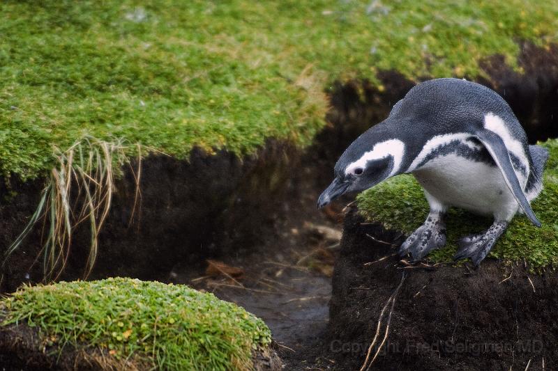 20071214 111246 D200 3900x2600.jpg - March of the Penguins, Otway Sound, Punta Arenas, Chile.  ".....and three".